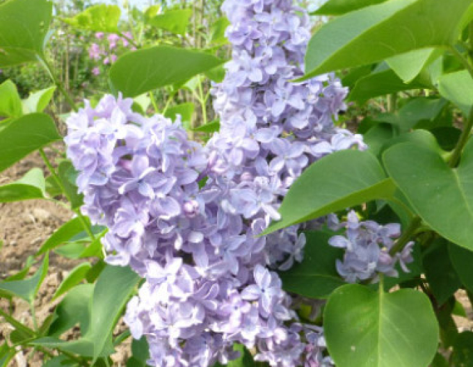 Liliac comun Carpe Diem