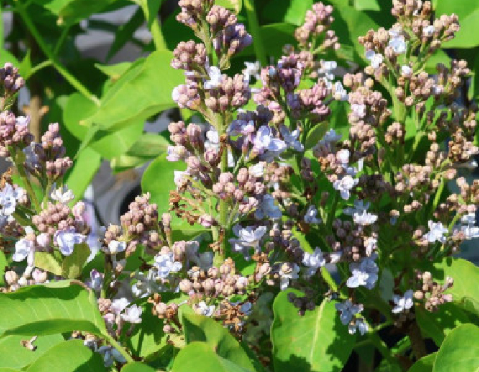 Liliac comun Carpe Diem