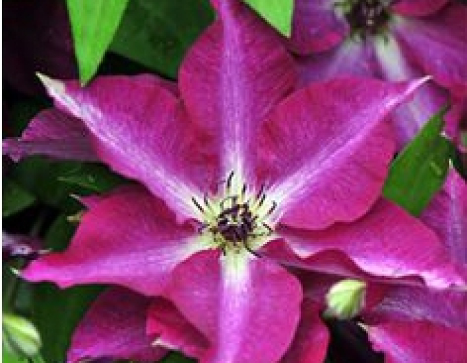 Clematis ´Viva Polonia´