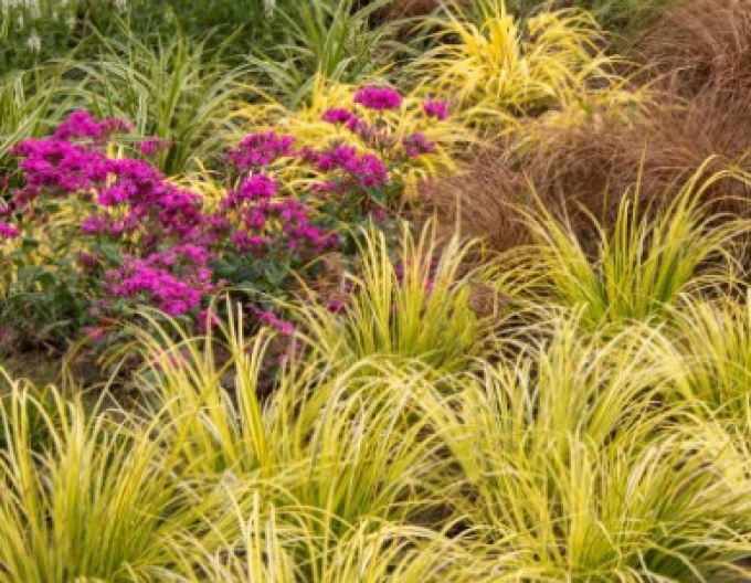 Acorus Golden Delight 2l