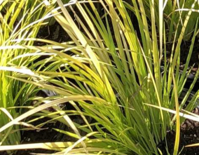 Acorus Golden Delight 2l