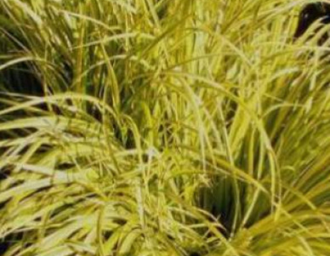 Acorus Golden Delight 2l