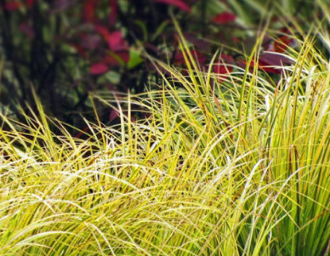 Acorus Golden Delight 2l