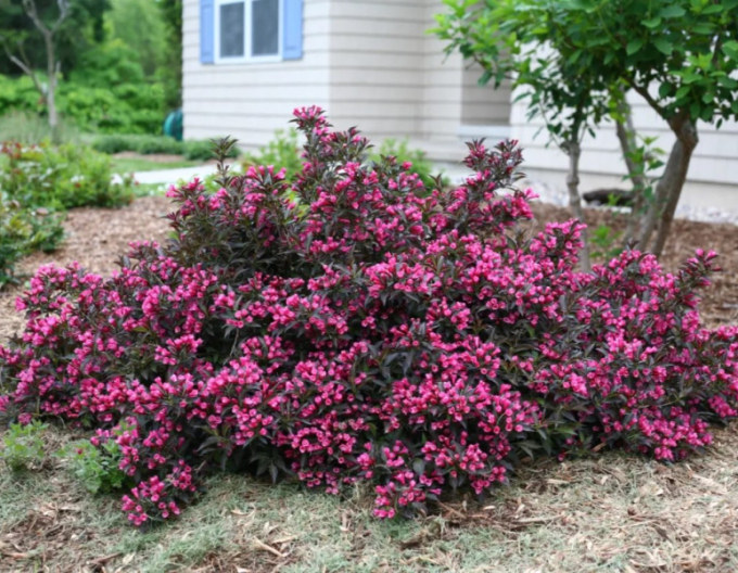 Weigela  florida Alexandra