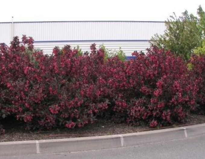 Weigela  florida Alexandra