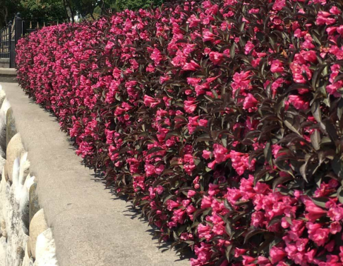 Weigela  florida Alexandra