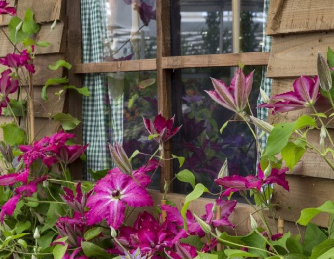 Clematis ´Viva Polonia´