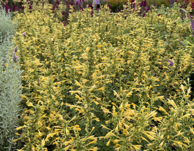 Agastache mexicană ´Summerlong Lemon´