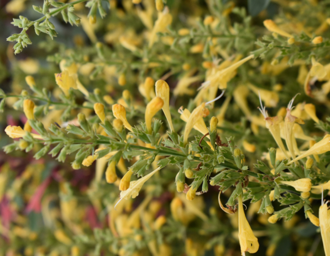 Agastache mexicană ´Summerlong Lemon´