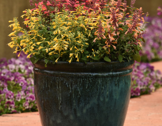 Agastache mexicană ´Summerlong Lemon´