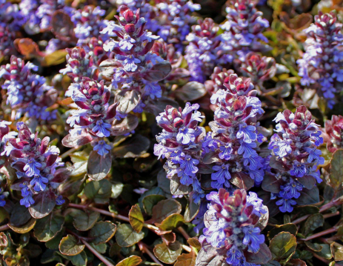 Ajuga ´Atropurpurea´