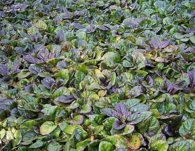 Ajuga ´Atropurpurea´