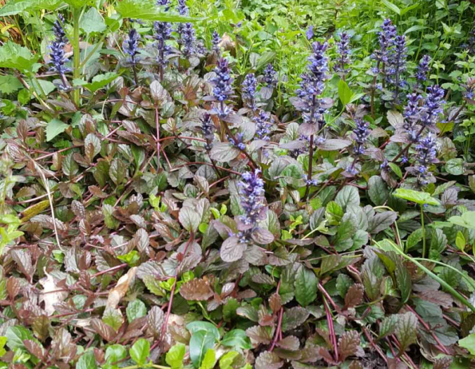 Ajuga ´Atropurpurea´