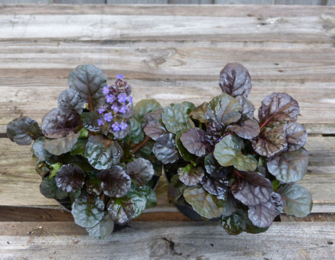 Ajuga ´Atropurpurea´