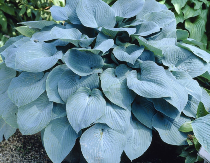 Crin de toamnă - Hosta Elegans