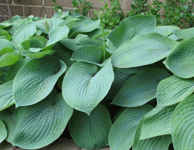 Crin de toamnă - Hosta Elegans