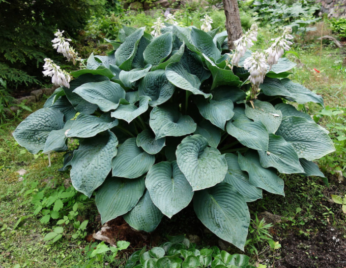 Crin de toamnă - Hosta Elegans