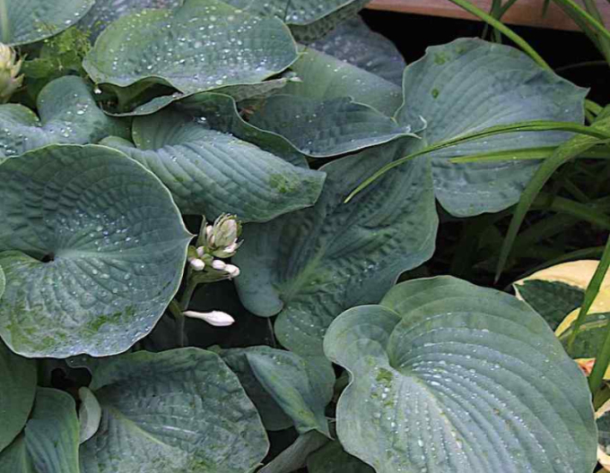 Crin de toamnă - Hosta Elegans