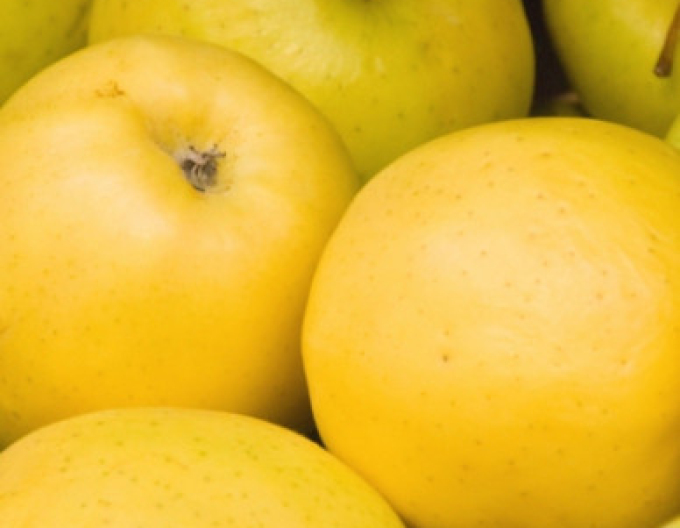 Măr ´Golden Delicious´ iarna, portaltoi M26, ghiveci 5l