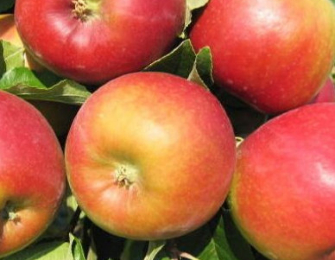 Măr ´Mio´ vară, portaltoi M9, ghiveci 5l