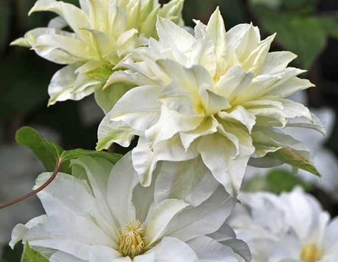 Clematis ´Prima dragoste´