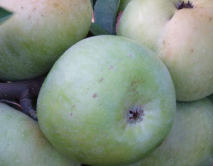 Măr ´Transparente de Croncels’, vară, portaltoi MM106, ghiveci 5 L