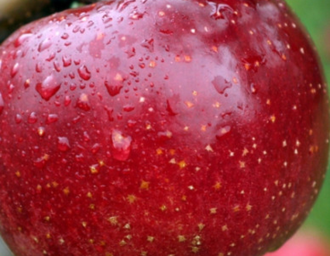 Măr James Grieve Red, portaltoi M26, ghiveci 5l