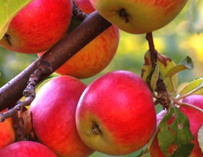 Măr ´Rubinola´ iarnă, subn. M9, cont. 5l