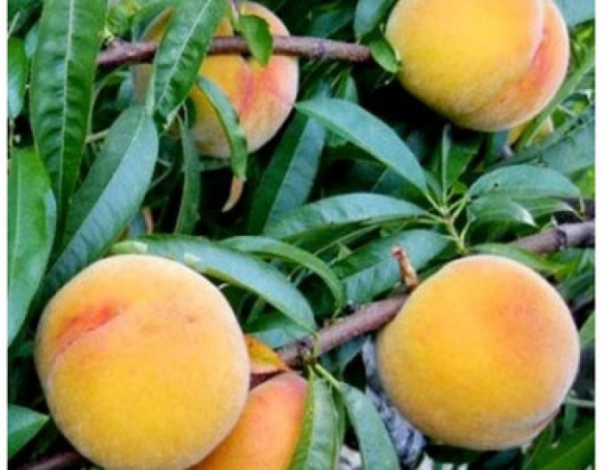 Piersic ´Baby Gold 6´ târziu, portaltoi. GF677, cont. 5l