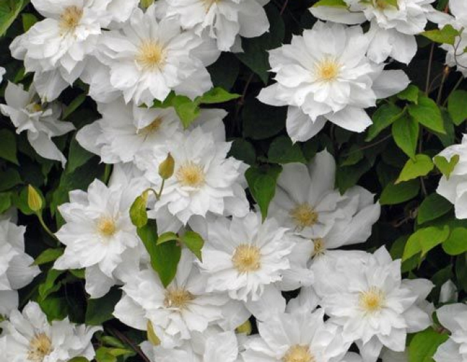 Clematis ´Prima dragoste´