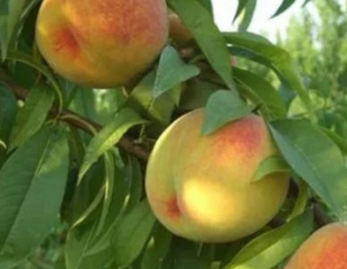 Piersic ´Baby Gold 6´ târziu, portaltoi. GF677, cont. 5l