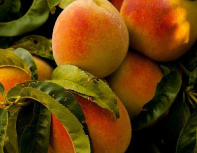 Piersică ´Champion´ semitimpurie, portaltoi Ishtara, ghiveci 5 l