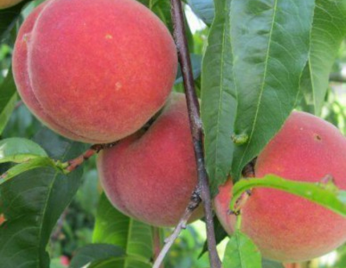 Piersică ´Champion´ semitimpurie, portaltoi Ishtara, ghiveci 5 l