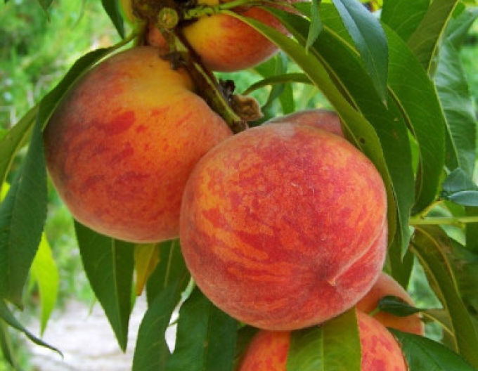 Piersic "Fayette" târziu, sub. GF677, cont. 5l