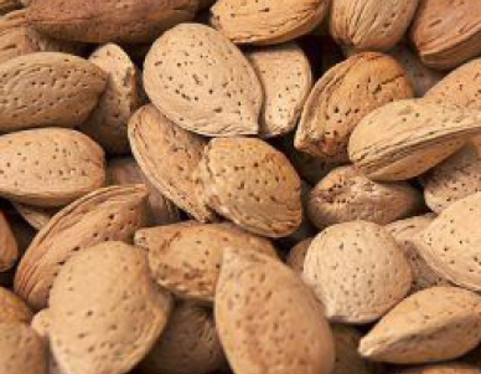 Migdale ´Vama´, ghiveci 5l