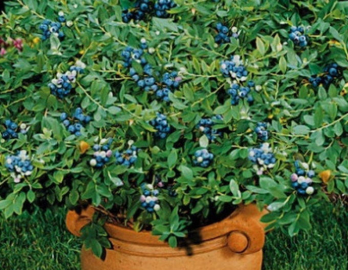 Afin canadian ´Northsky´ 5l