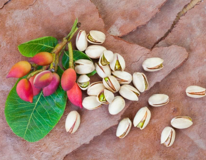 Fistic true ´Peters´ mascul