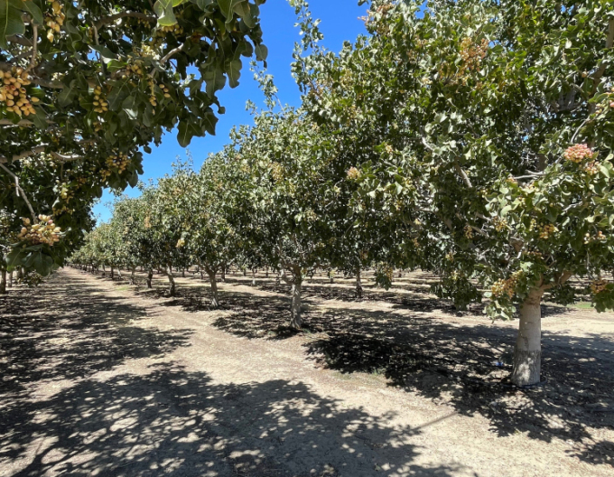 Fistic true ´Peters´ mascul