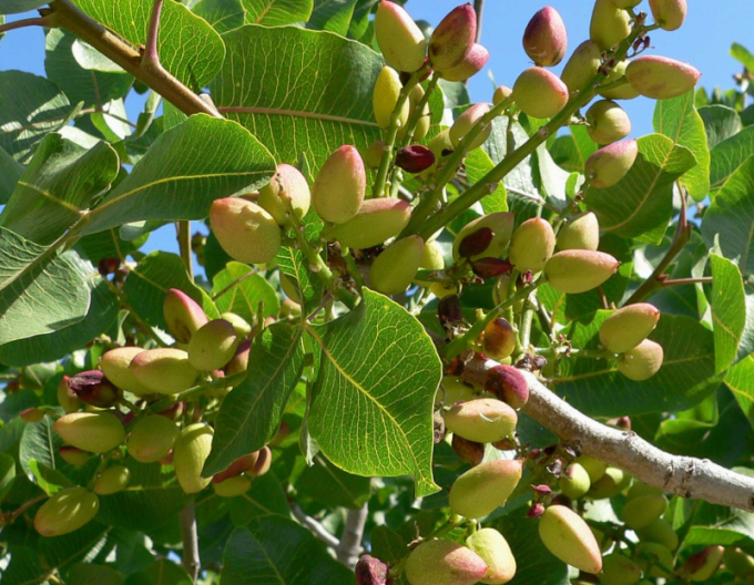 Fistic ´Kerman´ femelă