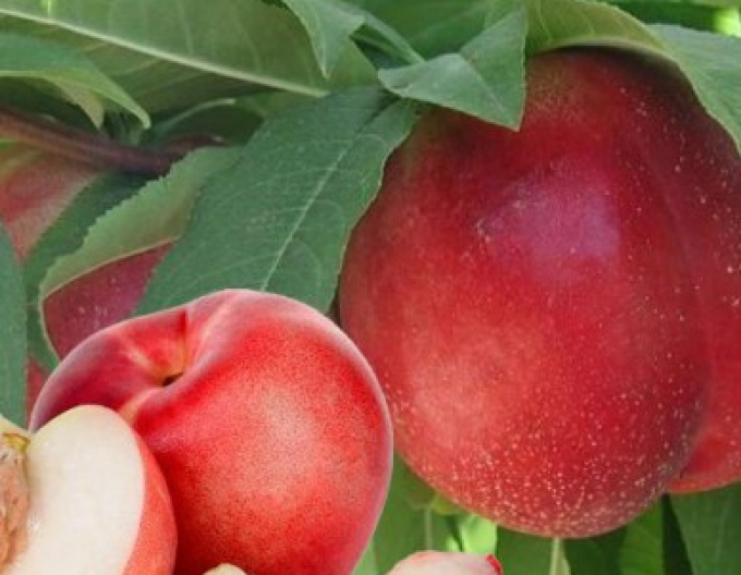 Nectarina ´Snow Queen´ semitârzie, portaltoi GF677, ghiveci 5 l