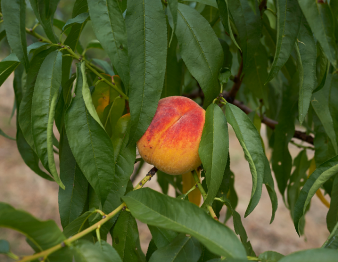 Nectarina ´Snow Queen´ semitârzie, portaltoi GF677, ghiveci 5 l