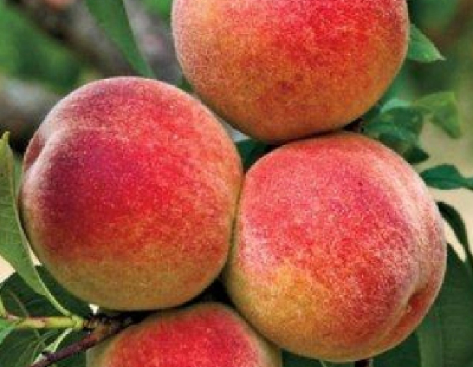 Piersică ´Elberta´ târzie, portaltoi GF677, ghiveci 5l