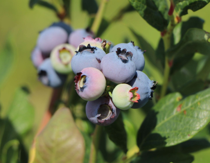 Afin canadian ´Poppins´