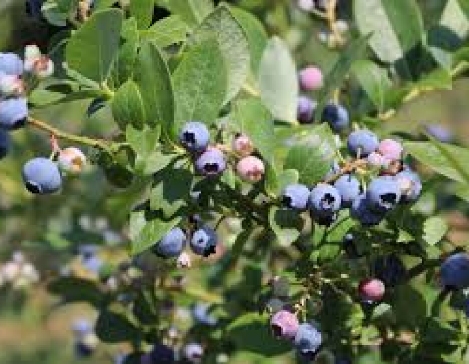 Afin canadian ´Poppins´