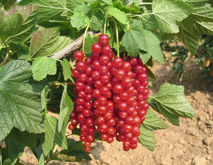 Coacăz roșu "Losan