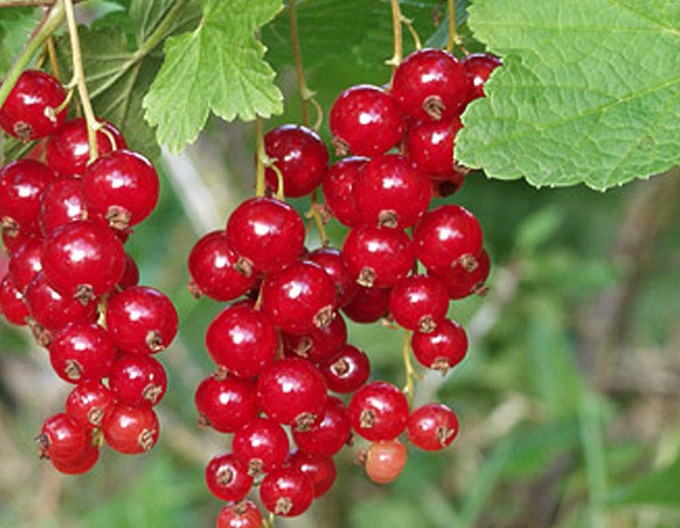 Coacăz roșu ´Rolan´