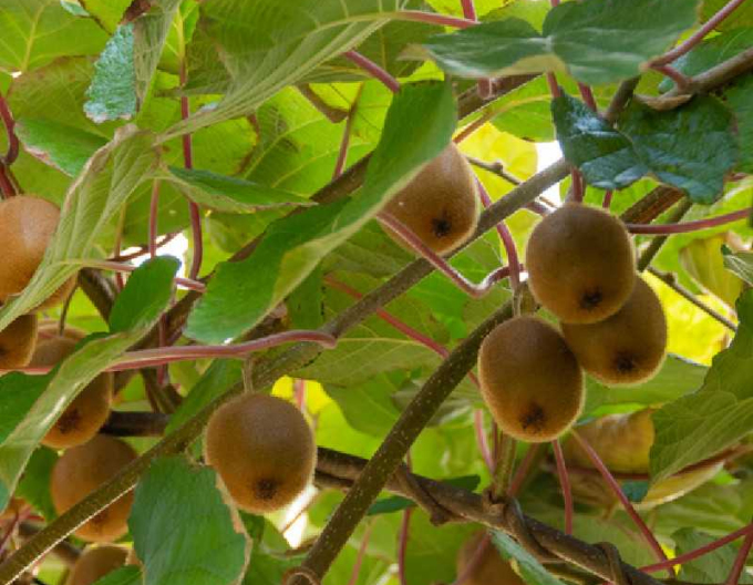 Kiwi cu autopolenizare Solissimo