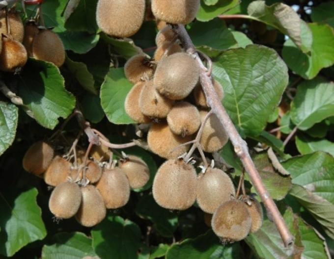 Kiwi cu autopolenizare Solissimo