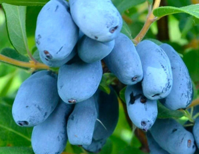 Cătină albastră de Kamceatka „Giant’s Heart”