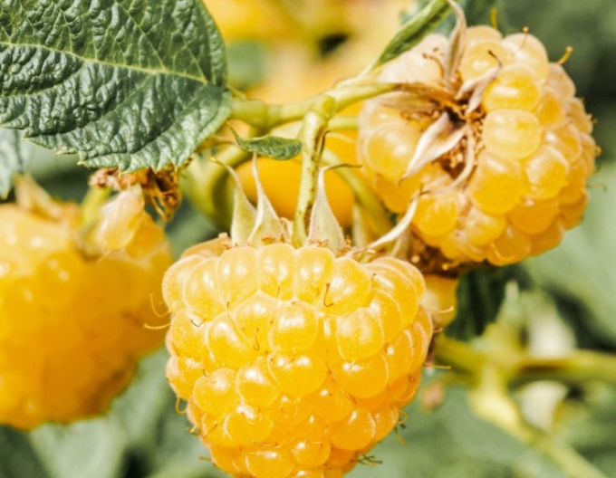 Zmeură galbenă „Sugana Gelb” – remontantă